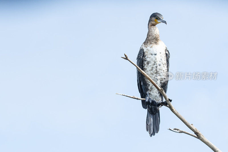 白胸鸬鹚(Phalacrocorax carbo)，野生动物拍摄，乌干达